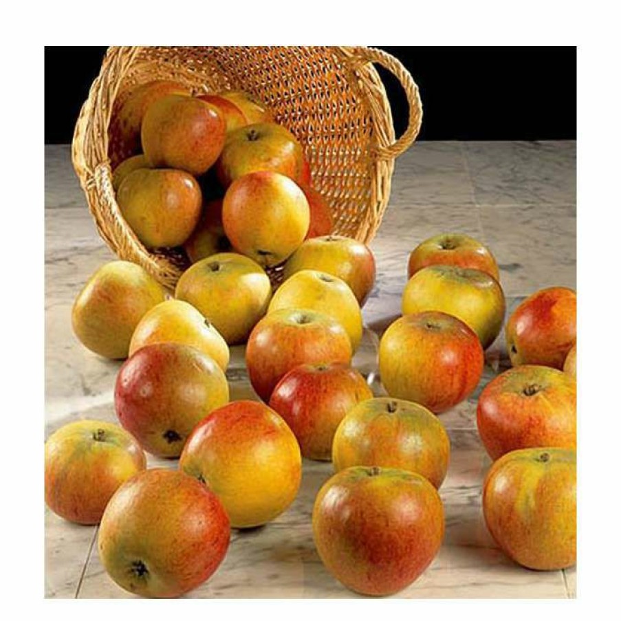 Fruit Trees * | 5Ft 'Cox Self Fertile' Dessert Apple Tree | Mm106 Semi Vigorous Rootstock | 12L Pot | By Frank P Matthews