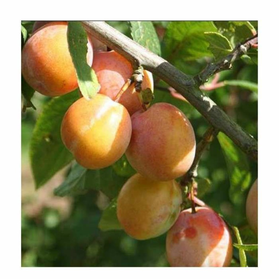 Fruit Trees * | 4-5Ft 'Burbank Tangerine' Plum Tree | Sja Semi Vigorous Rootstock | Bare Root