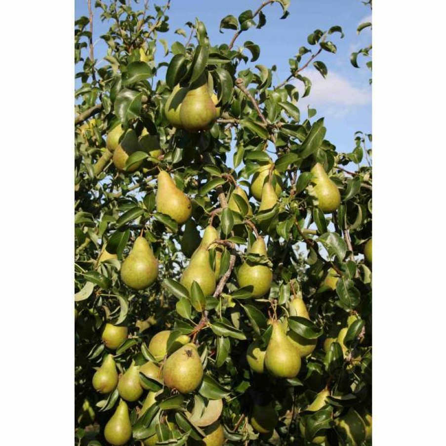 Fruit Trees 4ft Tickled Pink Baya Marisa Dual Purpose Patio Apple