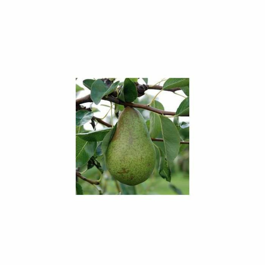 Fruit Trees * | 4Ft Concorde' Patio Pear Tree | Eline Dwarfing Rootstock | 11.5L Pot | By Frank P Matthews