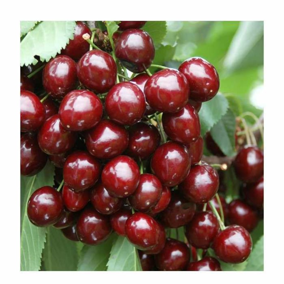 Fruit Trees * | 5Ft 'Stella' Cherry Tree | Colt Semi Vigorous Rootstock | 12L Pot | By Frank P Matthews