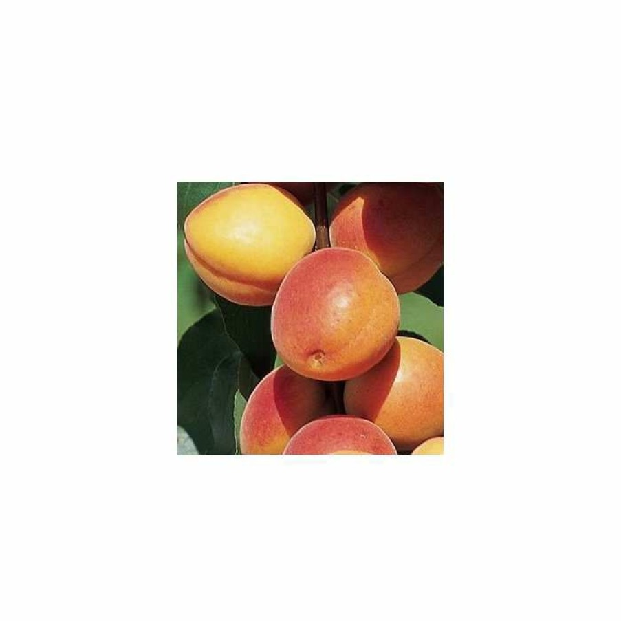 Fruit Trees * | Prunus 'Early Moorpark' | Apricot Tree