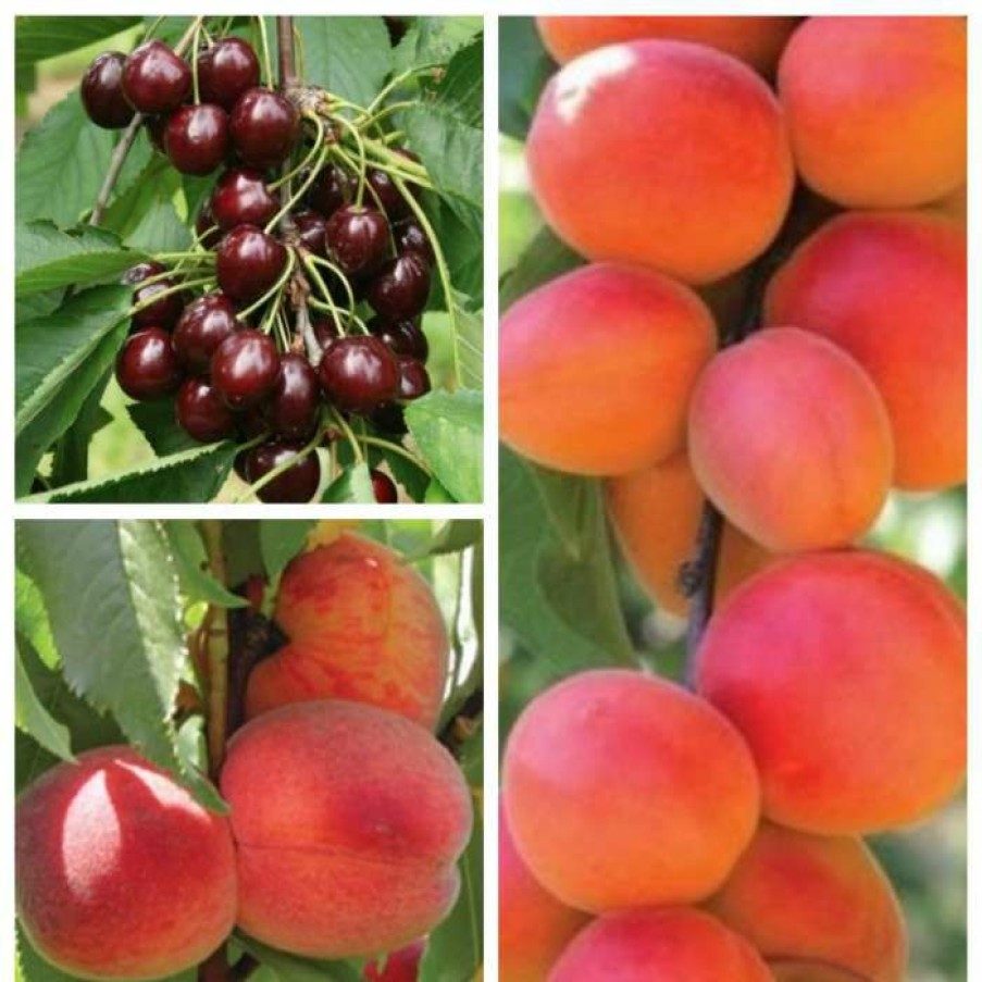 Fruit Trees * | Mini Orchard Fruit Tree Collection 5Ft Apricot, Cherry And Peach Trees