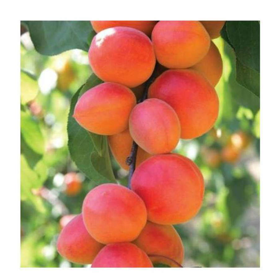 Fruit Trees * | Mini Orchard Fruit Tree Collection 5Ft Apricot, Cherry And Peach Trees