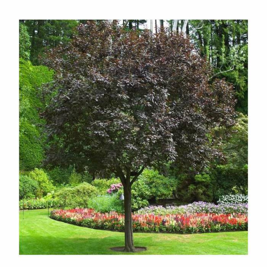 Ornamental Trees * | Prunus Cerasifera 'Nigra' | Cherry Blossom Tree