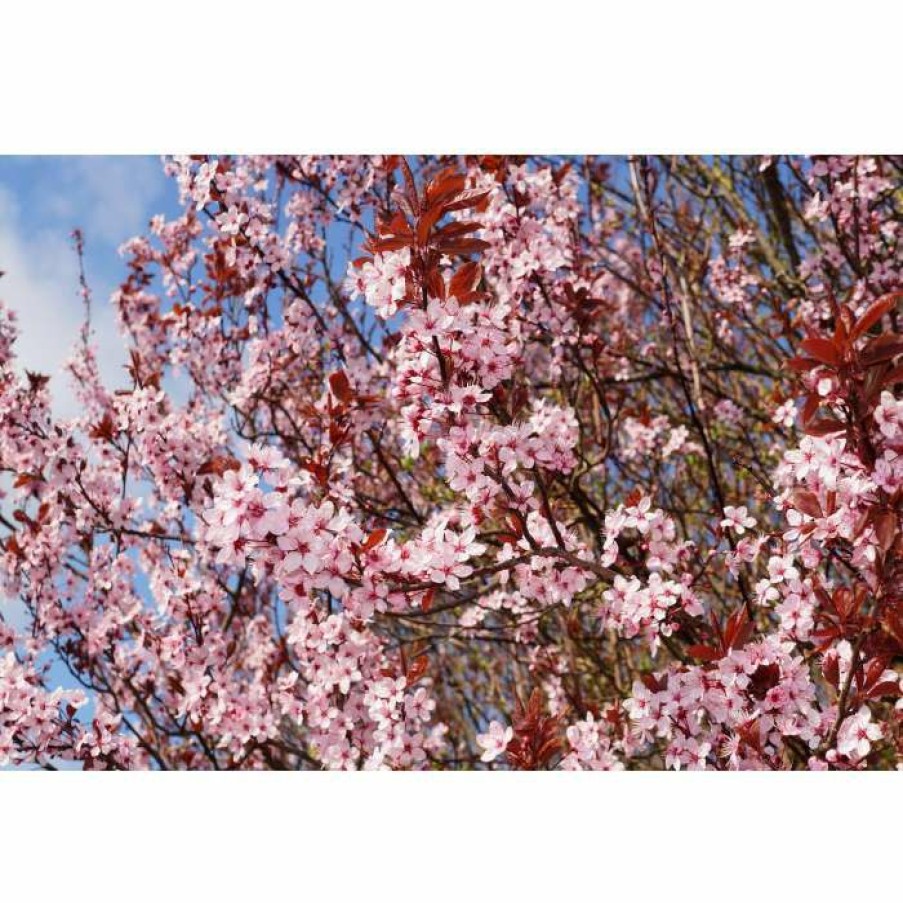 Ornamental Trees * | Prunus Cerasifera 'Nigra' | Cherry Blossom Tree