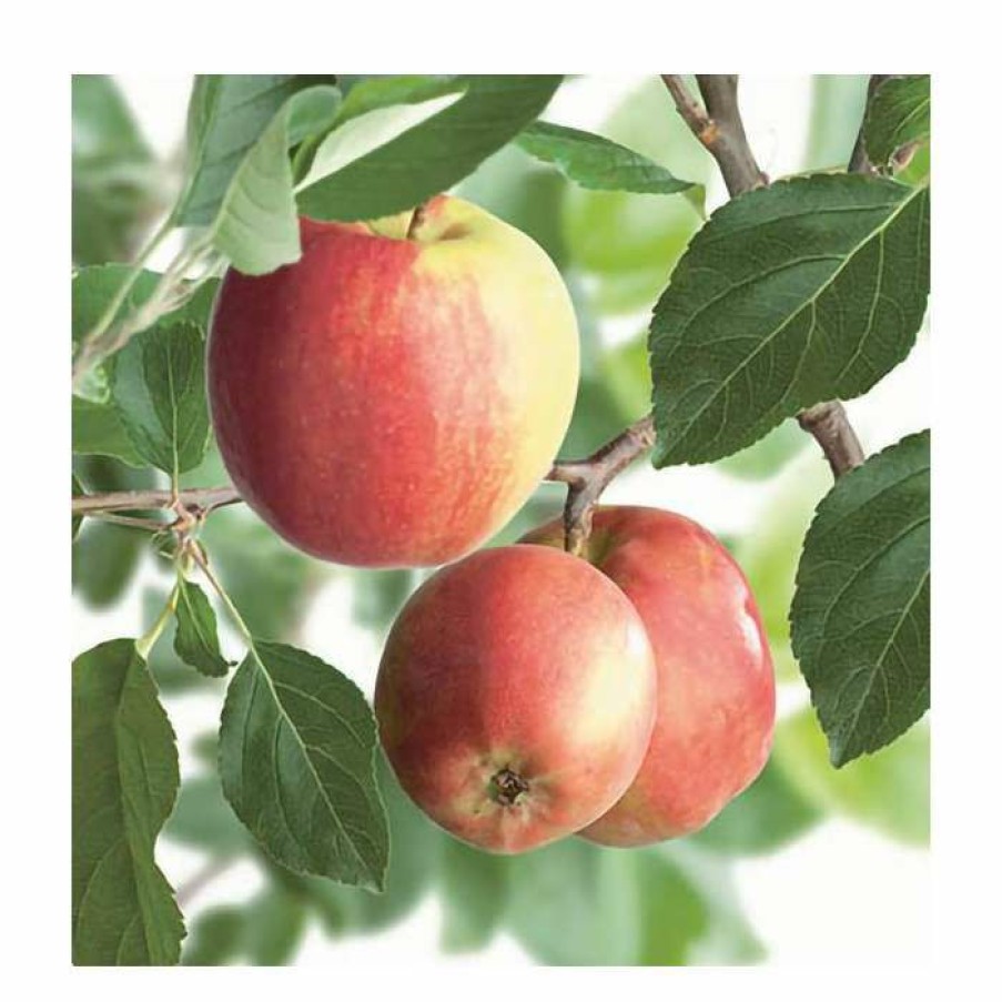 Fruit Trees * | 5Ft 'James Grieve Dual Purpose Apple Tree | Mm106 Semi Vigorous Rootstock | 12L Pot | By Frank P Matthews