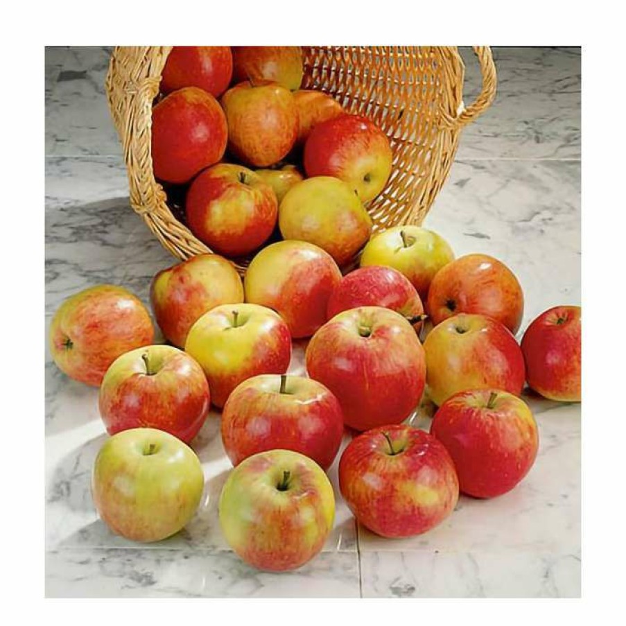 Fruit Trees * | 5Ft 'James Grieve Dual Purpose Apple Tree | Mm106 Semi Vigorous Rootstock | 12L Pot | By Frank P Matthews