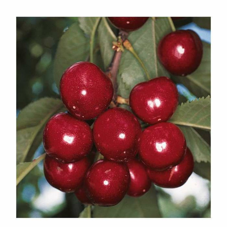 Fruit Trees * | 5Ft 'Summer Sun' Cherry Tree | Colt Semi Vigorous Rootstock | 12L Pot | By Frank P Matthews