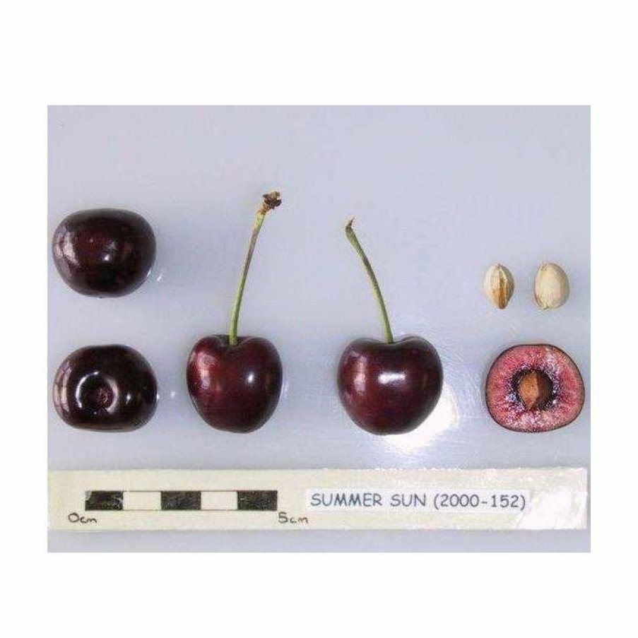 Fruit Trees * | 5Ft 'Summer Sun' Cherry Tree | Colt Semi Vigorous Rootstock | 12L Pot | By Frank P Matthews