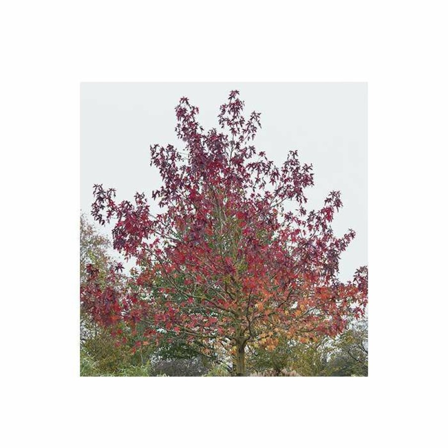 Ornamental Trees * | Liquidambar Styraciflua 'Worplesdon' | Sweet Gum Tree | 12L Pot | 150-180Cm | By Frank P Matthews