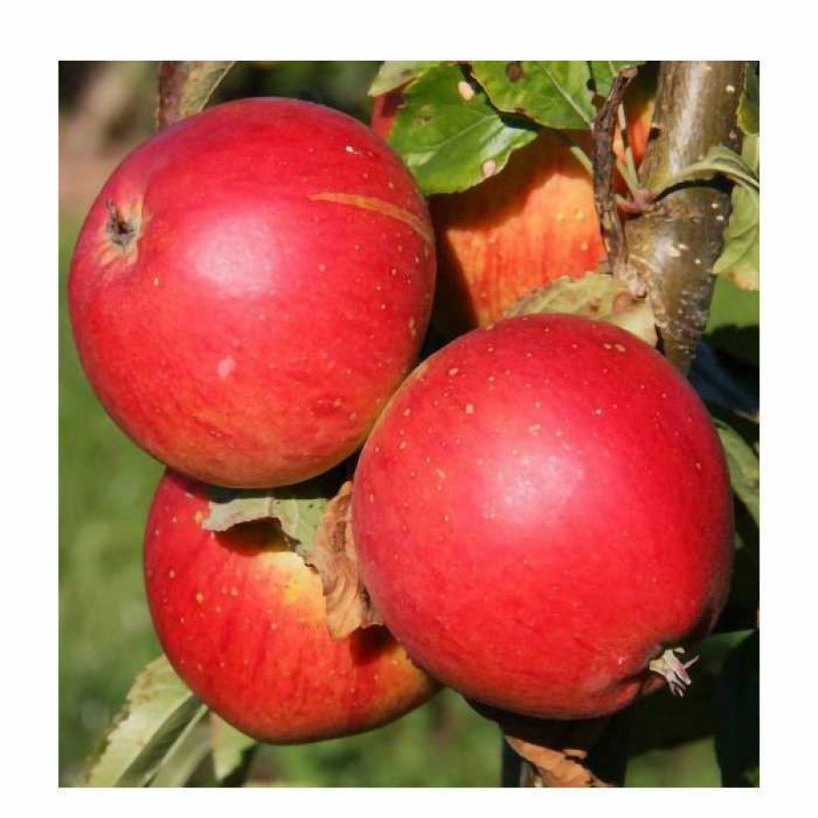 Fruit Trees * | 5Ft 'Little Pax' Dessert Apple Tree | Mm106 Semi Vigorous Rootstock | 12L Pot | By Frank P Matthews