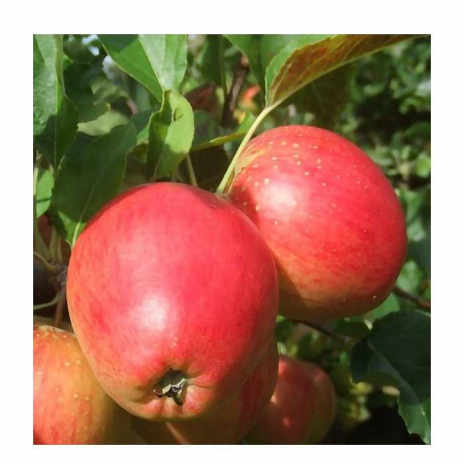 Fruit Trees * | 5Ft 'Little Pax' Dessert Apple Tree | Mm106 Semi Vigorous Rootstock | 12L Pot | By Frank P Matthews