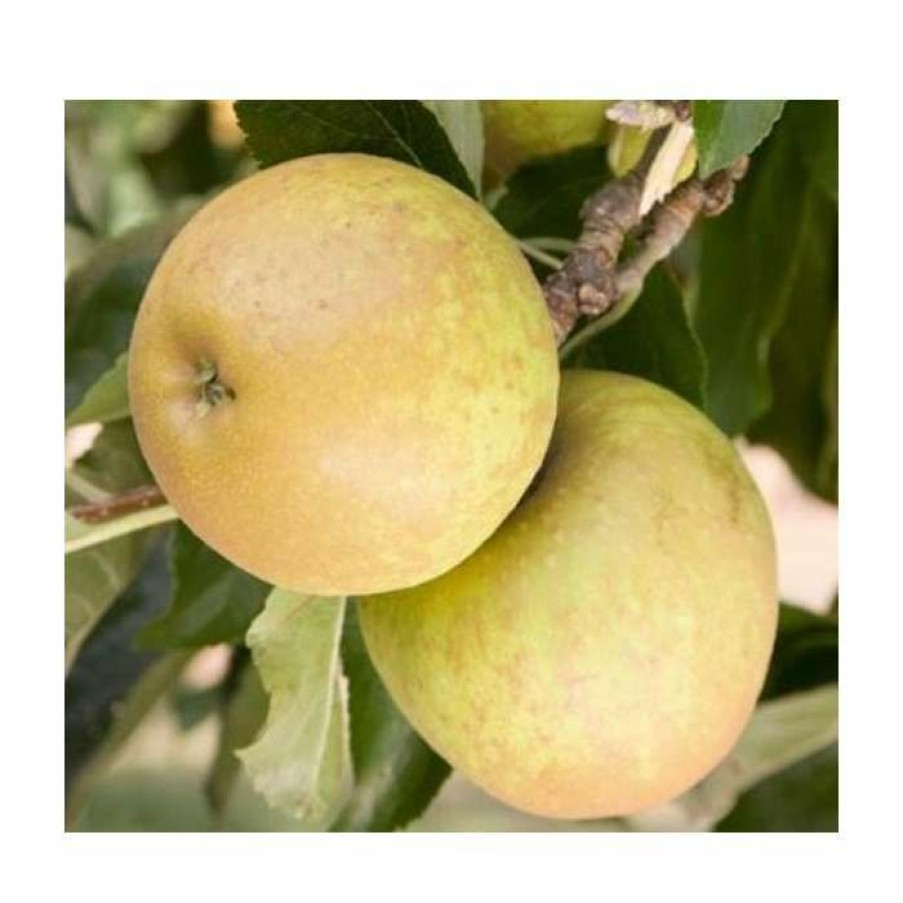 Fruit Trees * | 4Ft 'Herefordshire Russet Patio Dessert Apple Tree | M27 Dwarfing Rootstock | 11.5L Pot | By Frank P Matthews