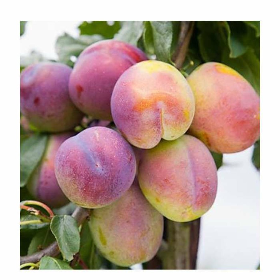 Fruit Trees * | 5Ft 'Jubilee' Plum Tree | Sja Semi Vigorous Rootstock | 12L Pot | By Frank P Matthews