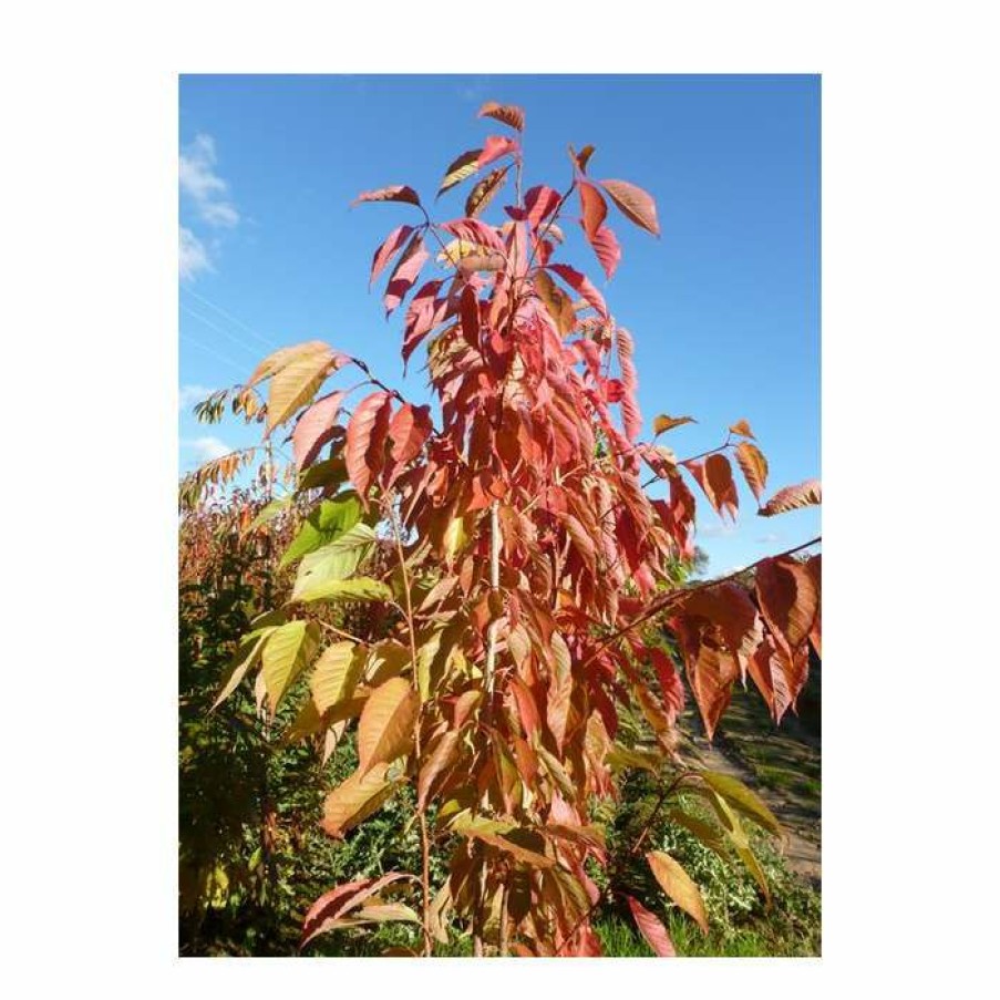 Ornamental Trees * | Prunus 'Fragrant Cloud' | 'Shizuka' Tree | Cherry Blossom Tree | 12L Pot | 150-180Cm | By Frank P Matthews