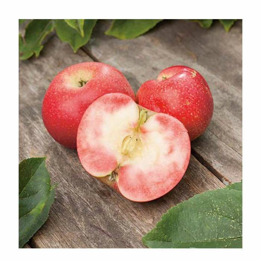 Fruit Trees Malus Meridian Apple Tree ⋆ Treefrenshop