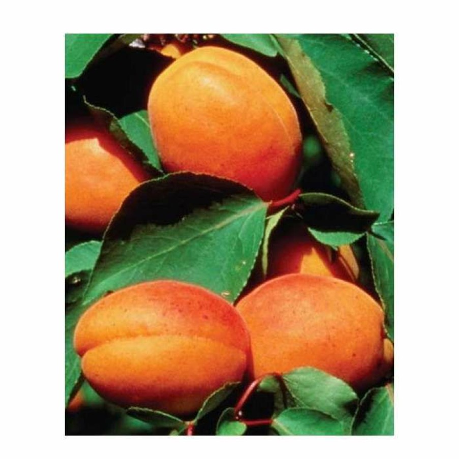 Fruit Trees * | 4-5Ft 'Alfred' Apricot Tree | Sja Semi Vigorous Rootstock | Bare Root