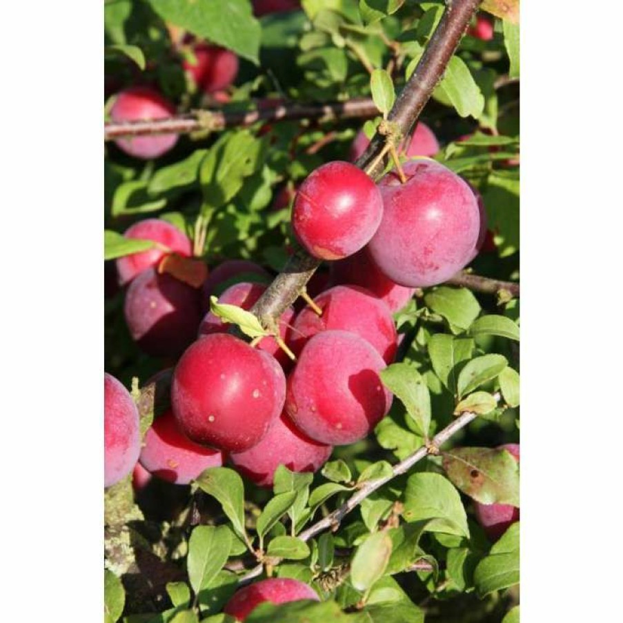 Fruit Trees * | 5Ft 'Countess' Mirabelle Tree | 12L Pot | St. Julien A Semi-Vigorous Rootstock | By Frank P Matthews