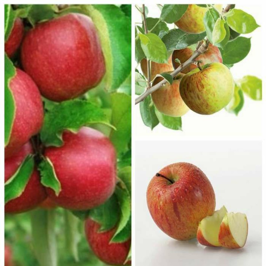 Bare Root Trees * | Multi Purpose Apple Tree Collection