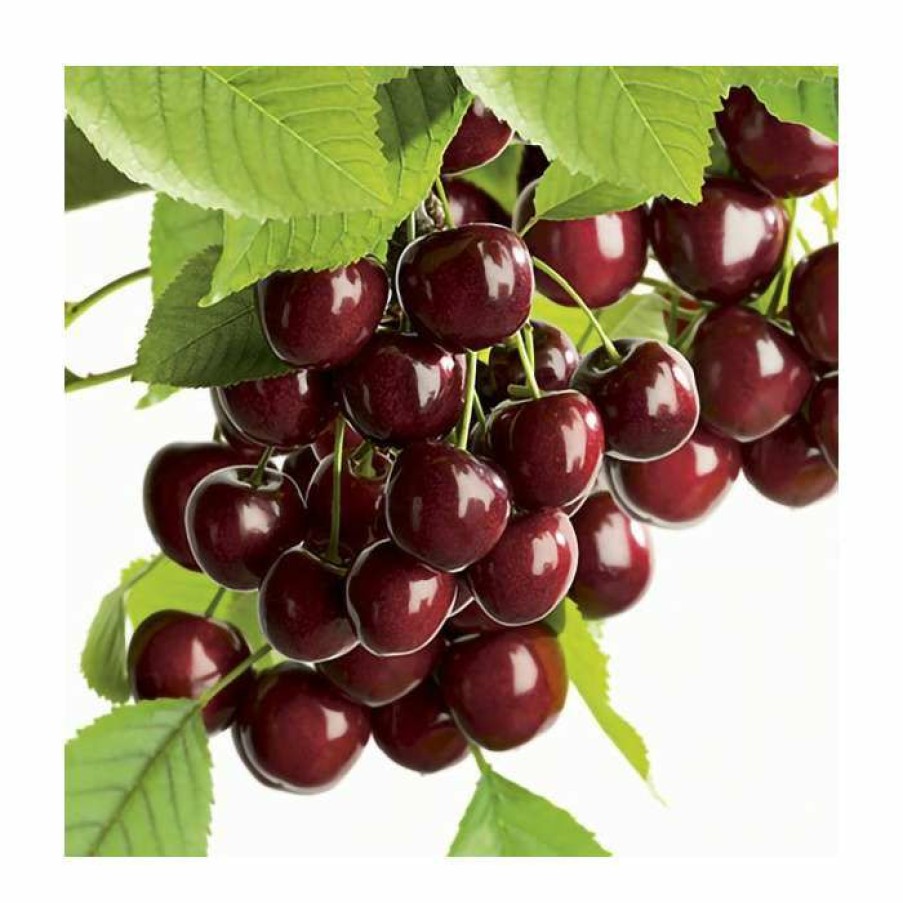 Fruit Trees * | 4-5Ft "Hartland' Patio Cherry Tree | Gisela 5 Semi Dwarfing Rootstock | 4.5L Pot