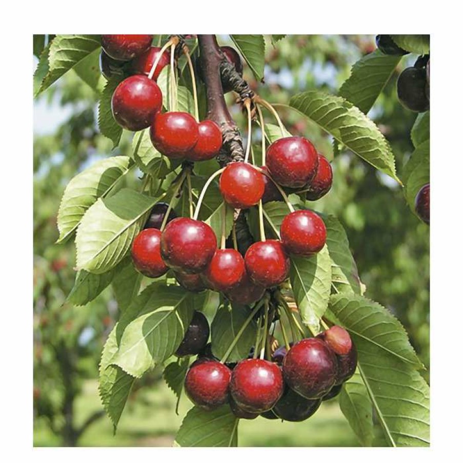 Fruit Trees * | 4-5Ft "Hartland' Patio Cherry Tree | Gisela 5 Semi Dwarfing Rootstock | 4.5L Pot