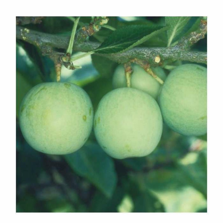 Fruit Trees * | 5Ft 'Old Green Gage' Plum Tree | Sja Semi Vigorous Rootstock | 12L Pot | By Frank P Matthews