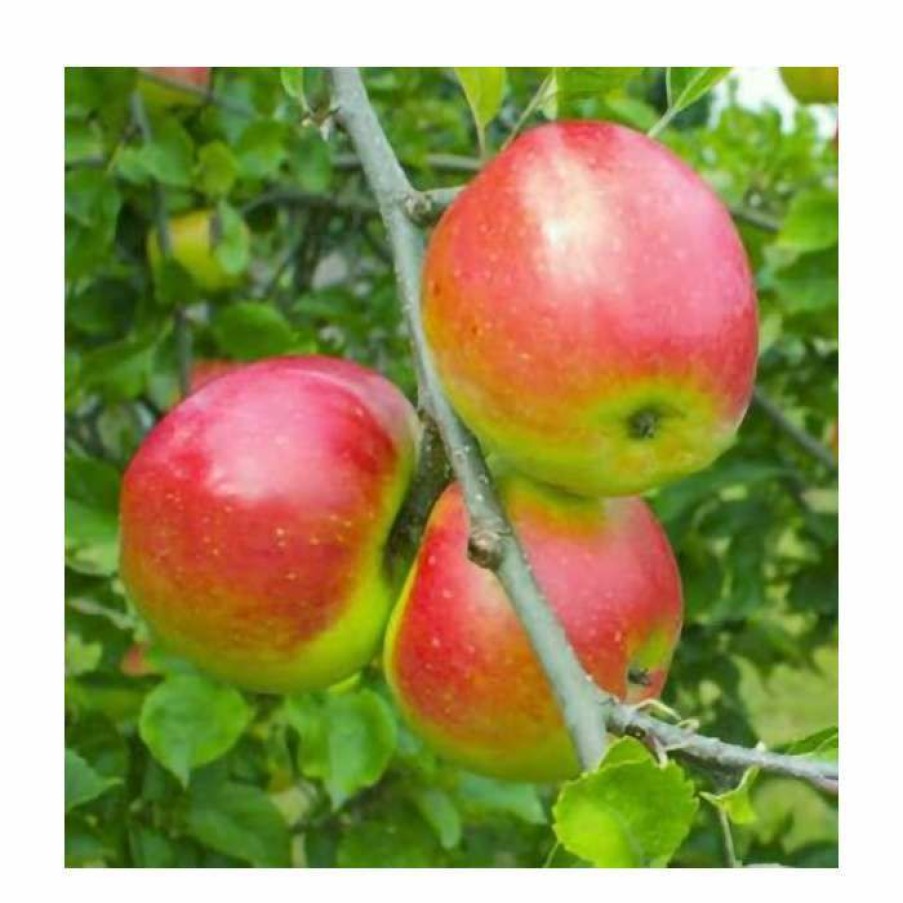 Fruit Trees * | 4-5Ft Malus 'Redsleeves' | Apple Tree