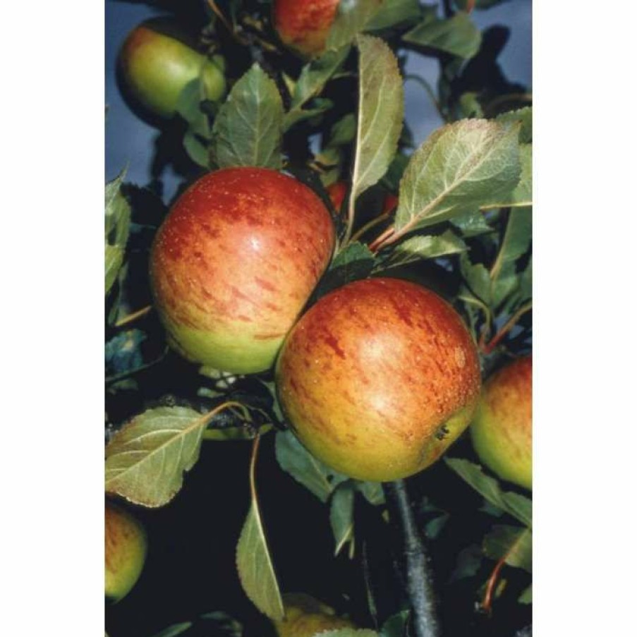 Fruit Trees * | 4Ft 'Sunset' Patio Apple Tree | M27 Dwarfing Rootstock | 11.5L Pot | By Frank P Matthews