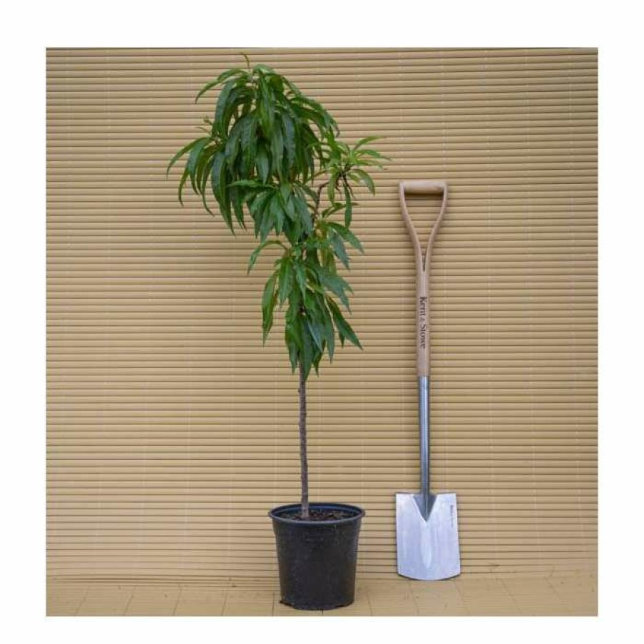 Fruit Trees * | 2-3Ft 'Nectarella' Patio Nectarine Tree| Sja Semi Vigorous Rootstock | 5L Pot