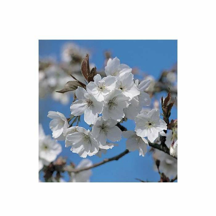 Ornamental Trees * | Prunus 'Tai Haku' | Cherry Blossom Tree