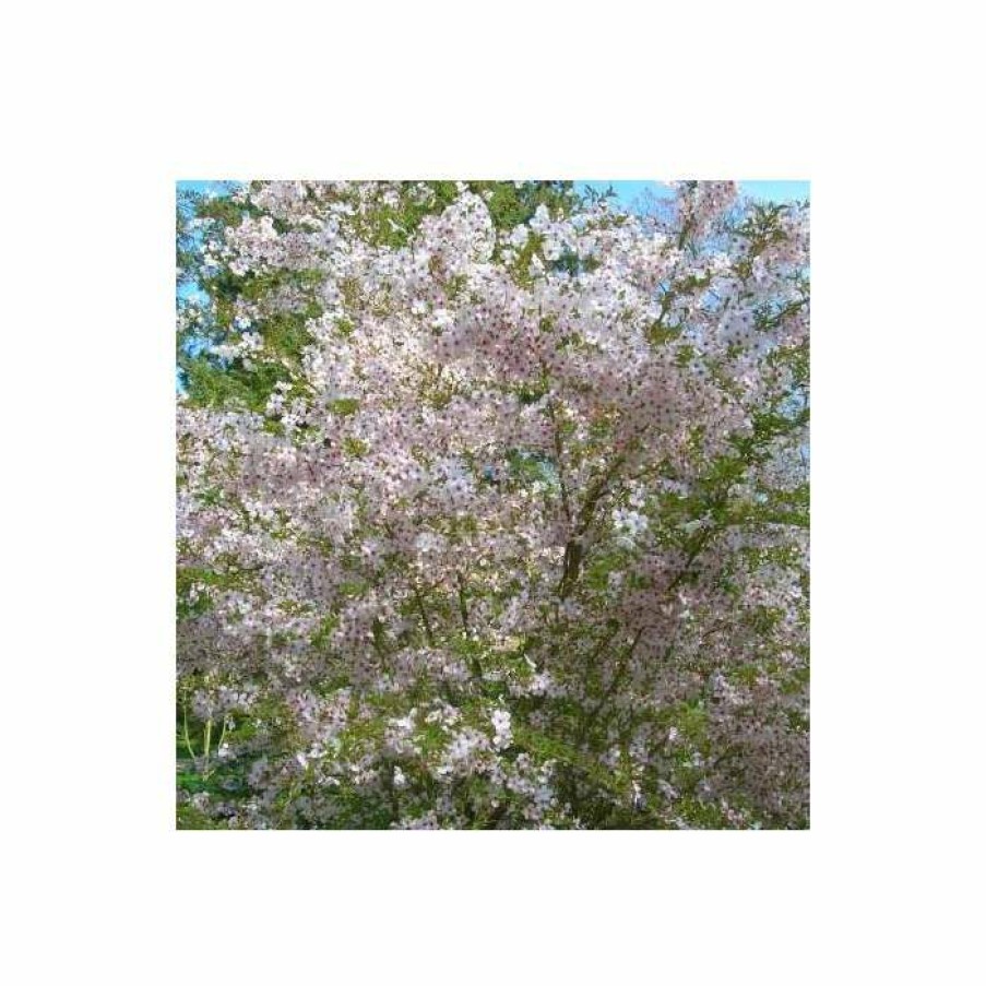 Ornamental Trees * | Prunus 'The Bride' | Cherry Blossom Tree | 12L Pot | 150-180Cm | By Frank P Matthews