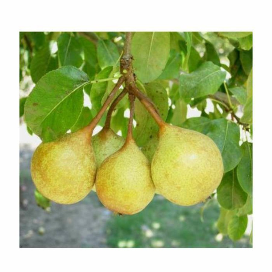 Fruit Trees * | 4-5Ft 'Petite Poire' Pear Tree | Quince A Semi Dwarfing Rootstock | Bare Root