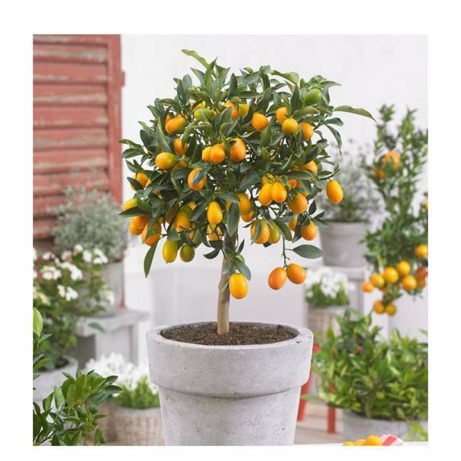 Fruit Trees * | 2-3Ft Kumquat Tree | Citrus Japonica | Grafted Mini-Stem | 5L Pot