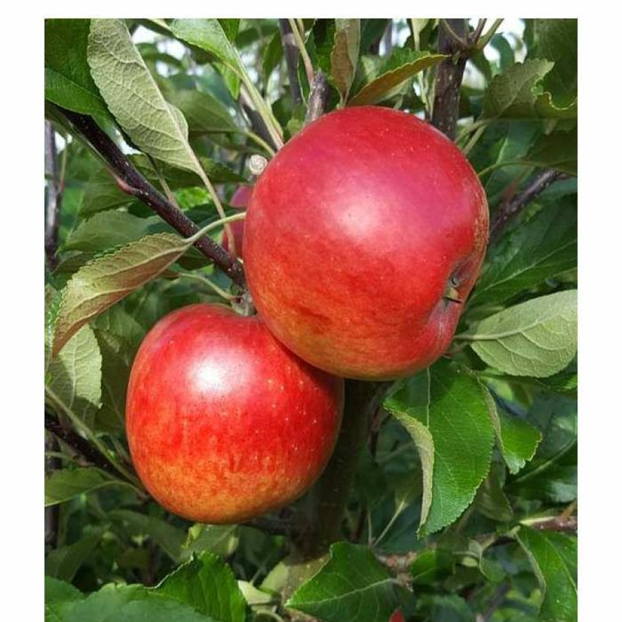 Fruit Trees * | Malus 'Meridian' | Apple Tree