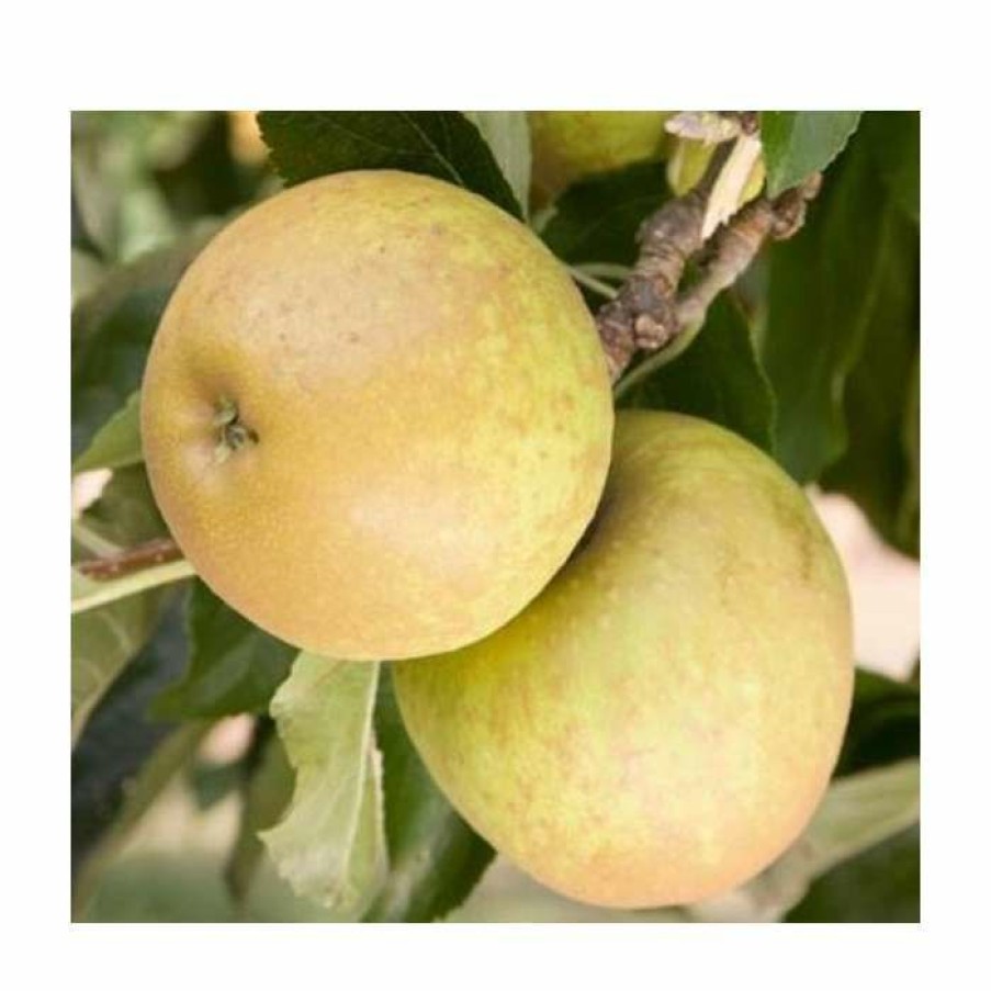 Fruit Trees * | 5Ft 'Herefordshire Russet Dessert Apple Tree| Mm106 Semi Vigorous Rootstock | 12L Pot | By Frank P Matthews