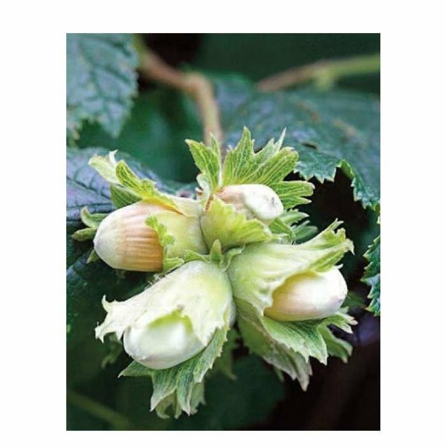 Fruit Trees * | 4-5Ft 'Cosford Cob' Cobnut Bush | Bare Root