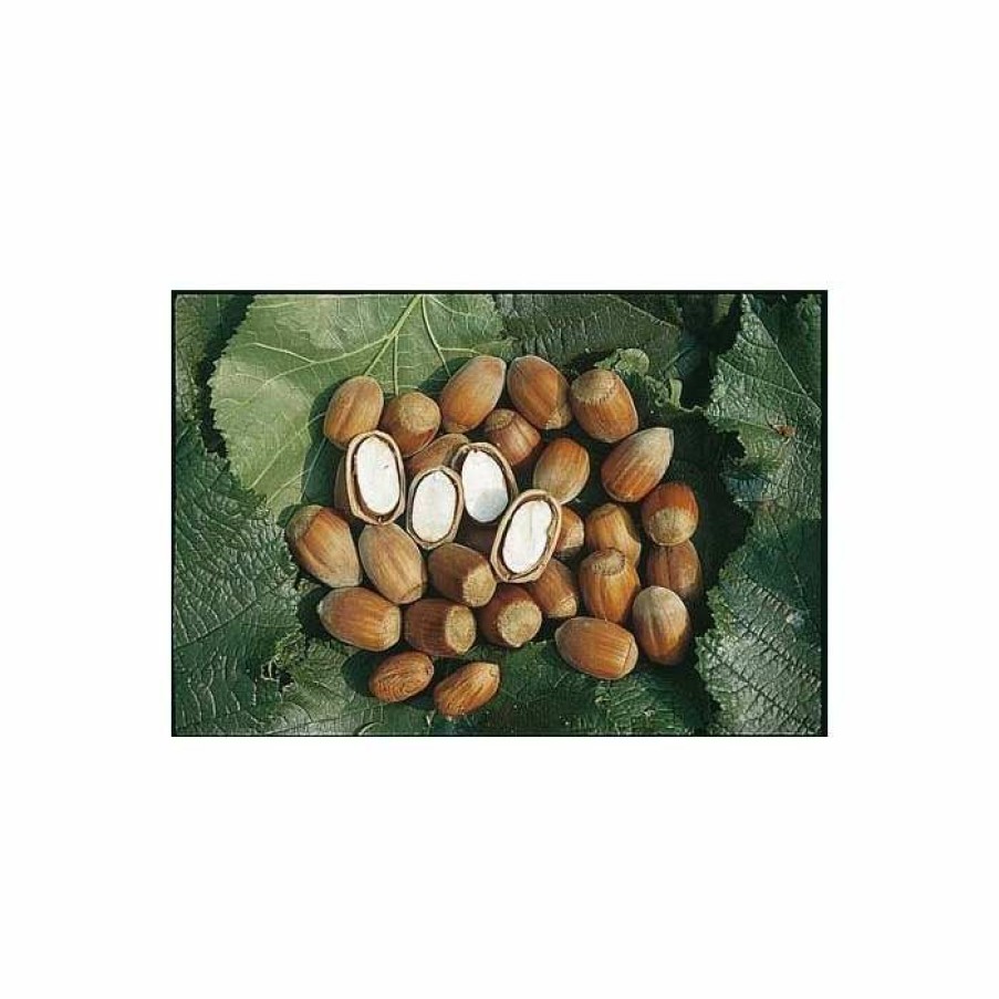 Fruit Trees * | 4-5Ft 'Cosford Cob' Cobnut Bush | Bare Root