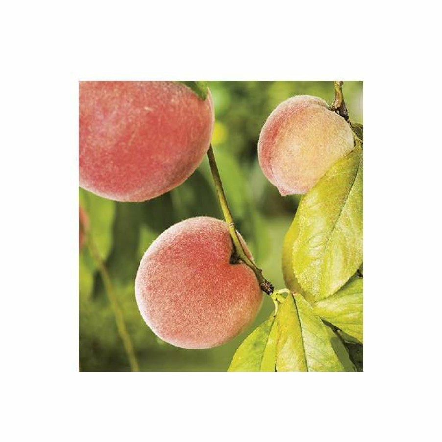 Fruit Trees * | 4-5Ft 'Lacrima' Weeping Patio Peach Tree| Sja Semi Vigorous Rootstock | Bare Root