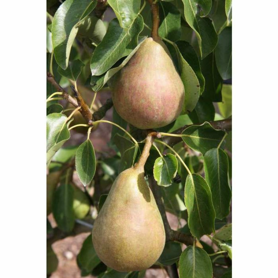 Fruit Trees * | 5Ft 'Onward' Pear Tree | Quince A Semi Dwarfing Rootstock | 12L Pot | By Frank P Matthews