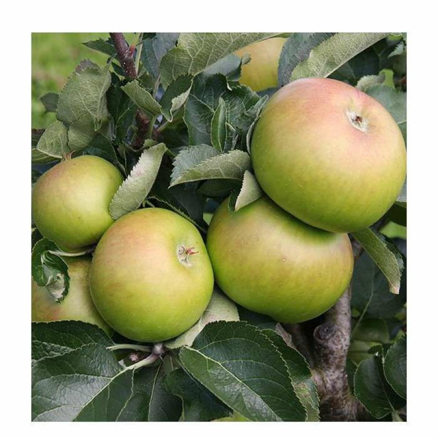 Fruit Trees * | 5Ft 'Bramley'S Seedling' Apple Tree | M26 Semi Dwarfing Rootstock | 12L Pot | By Frank P Matthews