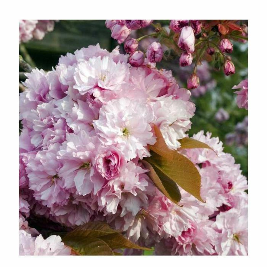 Ornamental Trees * | Prunus 'Pink Perfection' | Cherry Blossom Tree