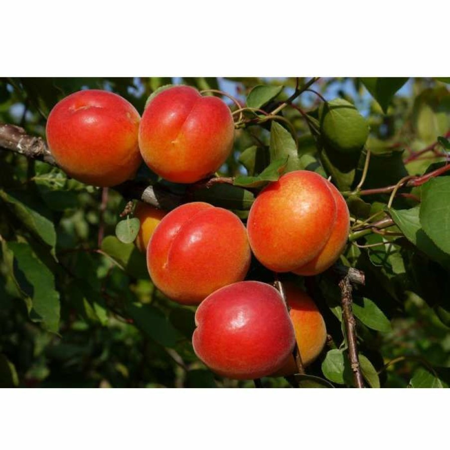 Fruit Trees * | 5Ft 'Robada' Apricot Tree | Sja Semi Vigorous Rootstock | 12L Pot | By Frank P Matthews