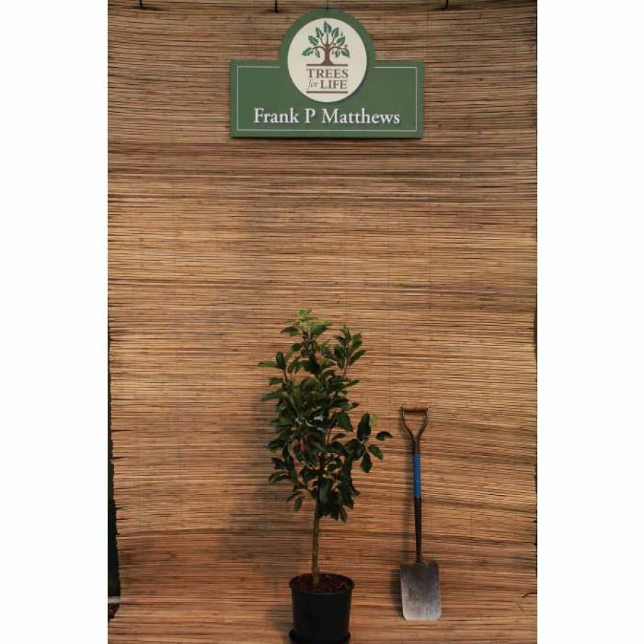 Fruit Trees * | 5Ft 'Scrumptious Dessert Apple Tree | Mm106 Semi Vigorous Rootstock | 12L Pot | By Frank P Matthews