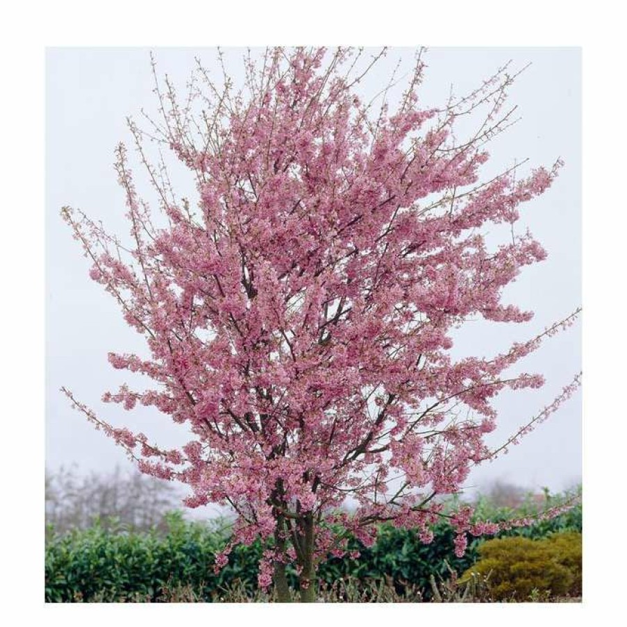 Ornamental Trees * | Prunus 'Okame' | Cherry Blossom Tree