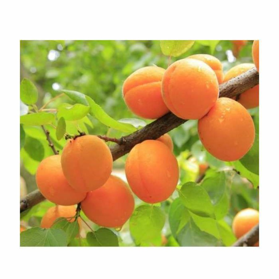 Fruit Trees * | 4-5Ft 'Golden Glow' Apricot Tree | Sja Semi Vigorous Rootstock | Bare Root