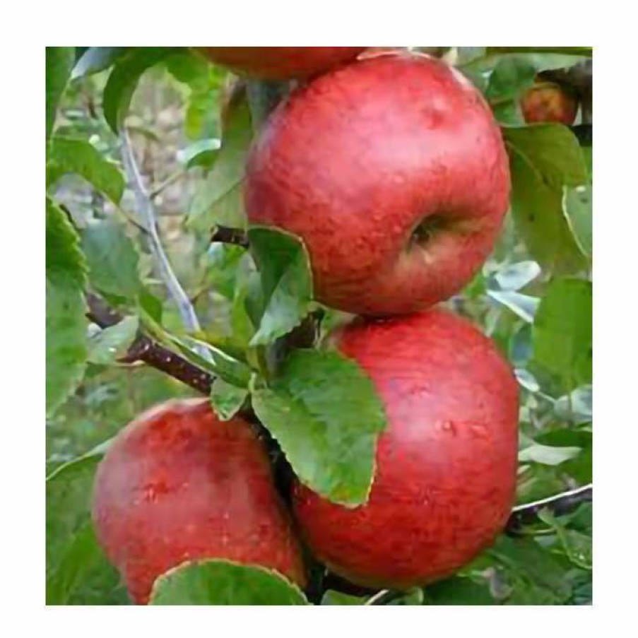 Fruit Trees * | 4Ft 'Red Windsor Patio Apple Tree | M27 Dwarfing Rootstock | 11.5L Pot | By Frank P Matthews