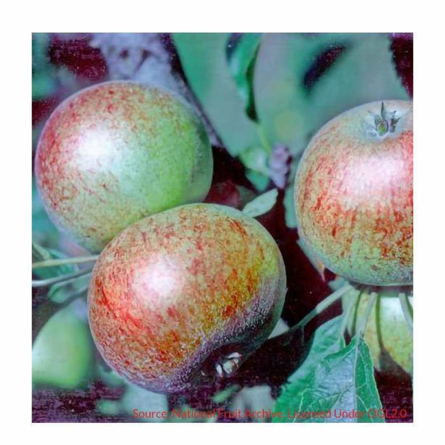 Fruit Trees * | Malus 'Beauty Of Bath' | Apple Tree