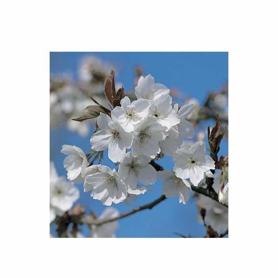 Ornamental Trees * | Prunus 'Tai Haku' | Great White Cherry Blossom Tree | 12L Pot | 150-180Cm | By Frank P Matthews