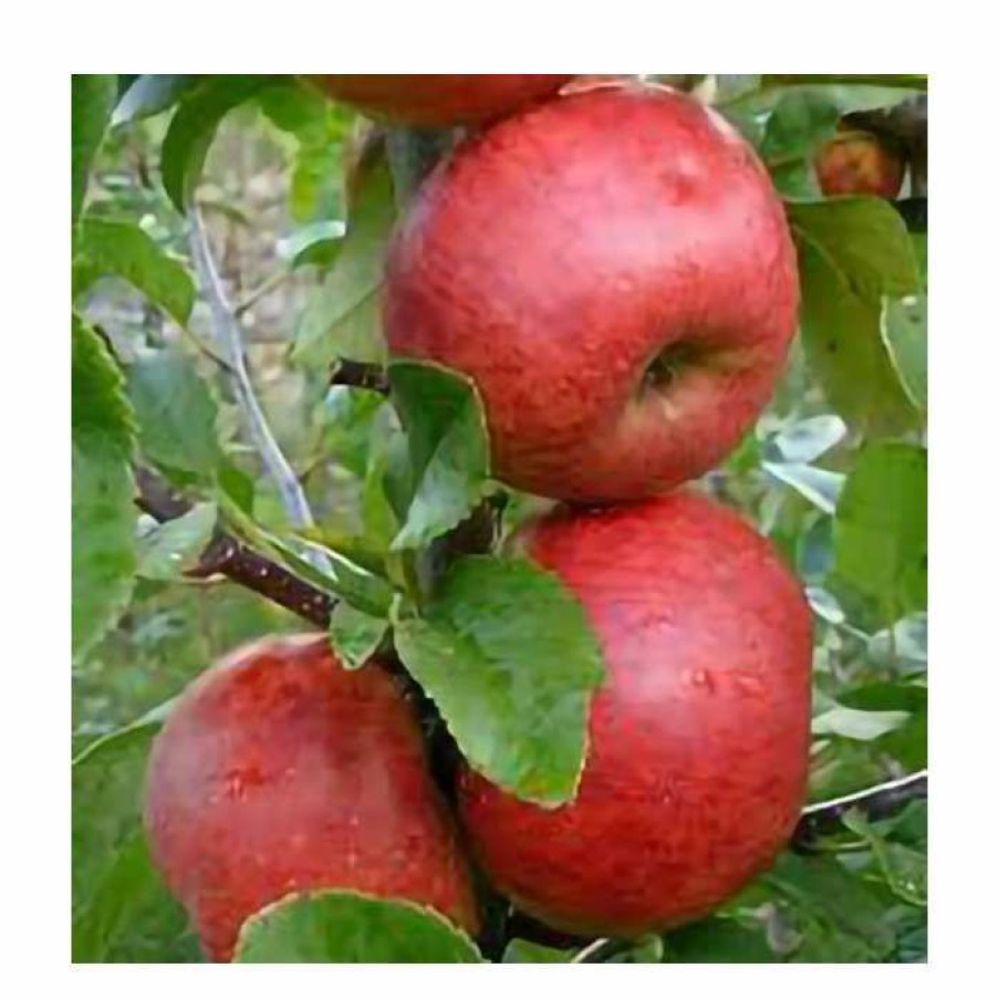 Fruit Trees * | 5Ft 'Red Windsor' Dessert Apple Tree | Mm106 Semi Vigorous Rootstock | 12L Pot | By Frank P Matthews